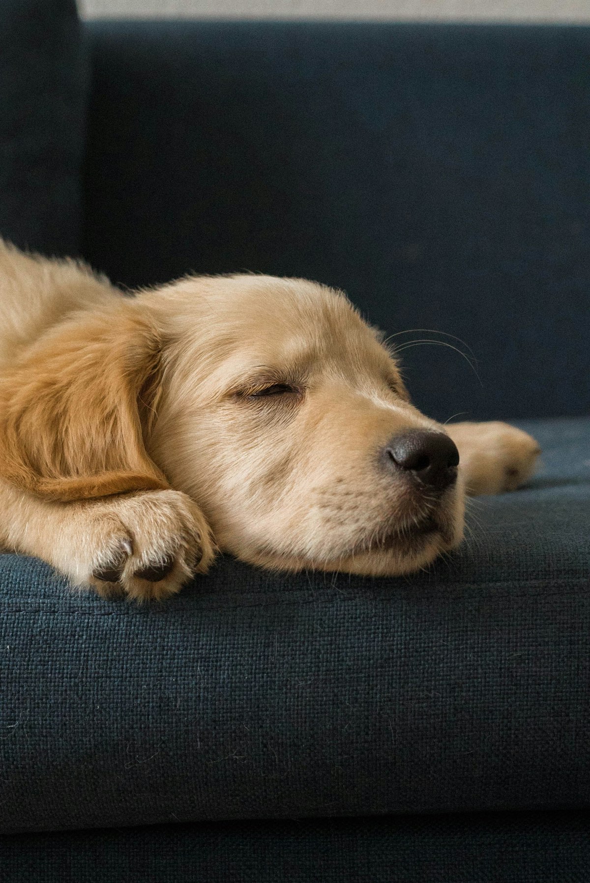 Sleep-themed photo for dog owners sleep better the two walk effect