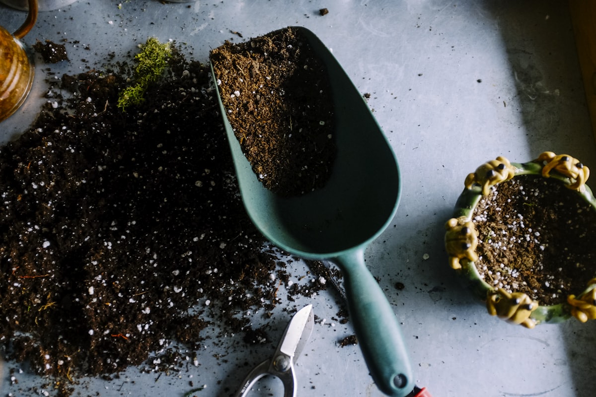 Sleep-themed photo: plant green — a Sleep, Finally guide to plants in the bedroom myth vs fact