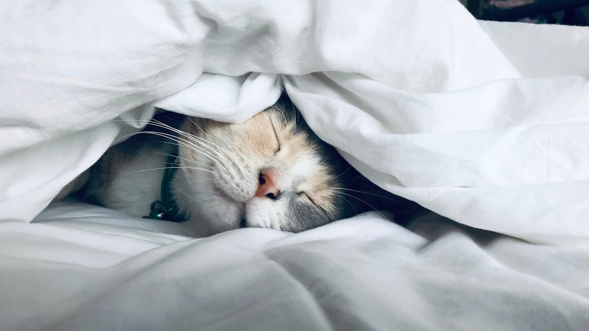 White cat sleeps under white comforter. — a Sleep Finally guide to The Sunday Scaries Start With Your Sleep.