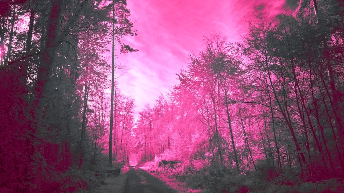 A road in the middle of a forest with a pink sky in the background. — a Sleep Finally guide to white noise vs pink noise: which helps sleep.