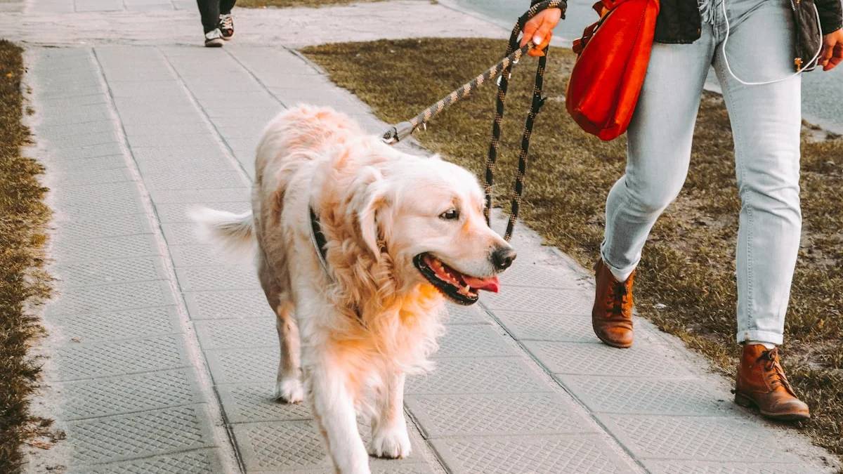 person walking beside Golden retriever on the street — a Sleep, Finally guide to Why Grace Became a Dog Walker by Accident