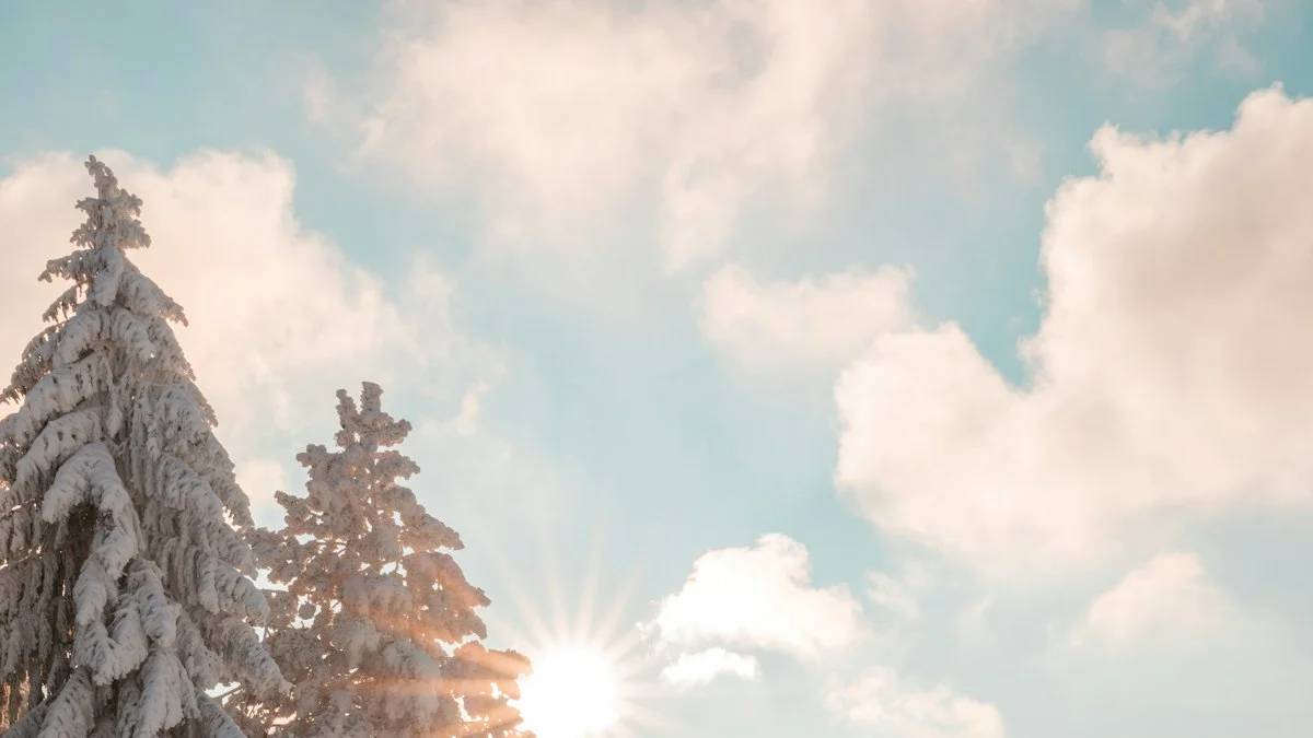 white trees on white sand during daytime — a Sleep, Finally guide to Winter Morning Light: A 15-Minute Plan